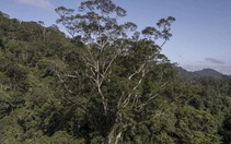 Chiêm ngưỡng loài cây cao nhất rừng Amazon, xấp xỉ tượng Nữ thần Tự do