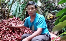 Điện Biên: Nông dân Tênh Phông thu nhập cao từ trồng thảo quả