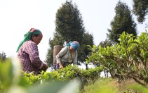Nông dân nghèo đổi đời nhờ trồng chè Shan tuyết nơi cổng trời miền Tây tỉnh Nghệ An