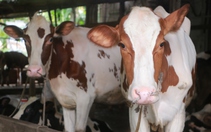 Củ Chi nâng cao hiệu quả chăn nuôi bò sữa, chú trọng bảo vệ môi trường