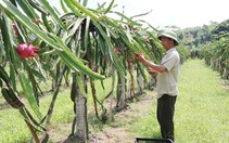 Thái Nguyên: Cây ăn quả, cây gia vị…dần thế chân cây thuốc lá, nông dân thoát nghèo, vươn lên khấm khá
