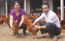 Sau học nghề, nông dân Thái Bình tập trung sản xuất nông sản thị trường đang cần