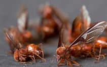 Loài kiến kỳ lạ được cho rằng giúp cải thiện khả năng tình dục, còn tặng làm quà cưới