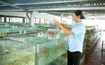TP.HCM đẩy mạnh hỗ trợ HTX xuất khẩu nông lâm thủy sản