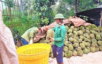 Bảo vệ mã vùng cho “vua trái cây"