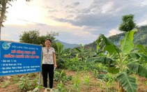 Tạo việc làm, tăng thu nhập cho nữ nông dân với mô hình trồng chuối lùn ở Quảng Trị