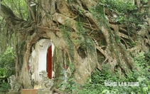 Cây sanh có bộ rễ khổng lồ "ôm" trọn ngôi miếu cổ