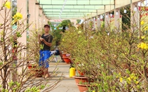 Nông dân mong TP.HCM tiếp tục hỗ trợ tổ chức đường hoa mai vàng dịp Tết
