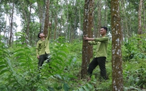 Trồng rừng gỗ lớn ở Phú Thọ, nông dân có thêm việc làm, thu nhập tăng, môi trường tốt lên