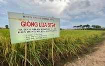 Gạo thơm ST của ông Hồ Quang Cua lọt top 4 ngon nhất thế giới