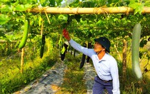 Sản xuất nông nghiệp hàng hóa giúp tạo việc làm, tăng thu nhập cho nông dân xã vùng cao của TP Hạ Long
