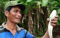 Săn cá lóc ở rừng U Minh