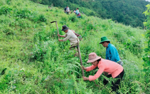 Huyện biên giới ở Lai Châu nỗ lực phát triển trồng cây quế