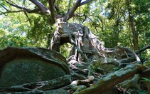 Cận cảnh "cây đa ngơ ngác" gần 1.000 năm tuổi trên bán đảo Sơn Trà