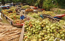 Giá trị của cây dừa