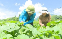 Nông dân huyện này ở Phú Thọ khấm khá nhờ mạnh dạn trồng cây mới, nuôi con mới, tạo việc làm, tăng thu nhập