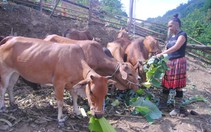 Vùng cao Sơn La chủ động phòng, chống đói rét cho đàn gia súc