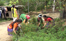 Giải pháp bảo vệ môi trường ở vùng khó Lai Châu
