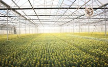 Đà Lạt cung ứng gần 200 triệu cành hoa Tết 