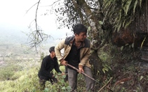 Huyện vùng cao Lai Châu chú trọng công tác quản lý, bảo vệ rừng 