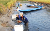 Nông dân U Minh trúng vụ tôm càng xanh