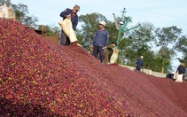 Giá cà phê nhân Đắk Lắk vượt qua mốc 41.000 đồng/kg, cách phòng trừ ve sầu gây dịch hại cho vườn cà phê