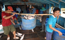 Giá cá tra nguyên liệu tăng mạnh, nông dân ương cá tra giống tiếc hùi hụi
