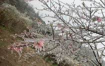 Hoa đào đóng băng giữa mùa xuân, du khách đổ xô ra miền Bắc "săn" tuyết