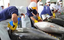 Xuất khẩu cá ngừ tiếp tục tăng mạnh đầu năm 2022