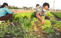 Giá rau xanh tại Hà Nội tăng từ 2-3 lần