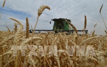 WTO cảnh báo giá lương thực tăng do cuộc khủng hoảng Ukraine