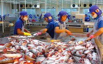 Xuất khẩu cá tra sang EU tăng trưởng mạnh nhất sau 2 năm