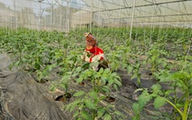 Điện Biên: Cần tạo đột phá nông nghiệp công nghệ cao

