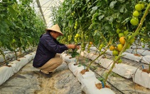 Điện Biên: Hiệu quả kinh tế từ các mô hình nông nghiệp công nghệ cao