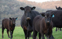 Black Angus, thịt bò hảo hạng cho bữa ăn 5 sao