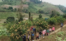 Khu vườn trường thơm ngát hương xoài từ chương trình tặng cây giống của Báo NTNN/Điện tử Dân Việt