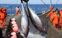 Đơn hàng cá ngừ của Việt Nam phải quay đầu vì xung đột Nga - Ukraine