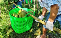 Để vườn cây ăn trái phát triển bền vững