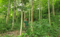 Điện Biên: Hiệu quả công tác giao khoán bảo vệ rừng

