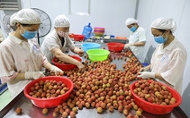 Chặn đà sụt giảm xuất khẩu trái cây