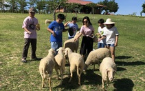 Ninh Thuận tung ra thị trường những sản phẩm du lịch độc đáo, ăn ngủ với cừu và lều Mông Cổ