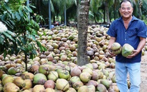 Dừa khô giảm giá xuống ở mức thấp
