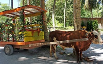 Hòn đảo cấm ôtô, khuyến khích xe bò