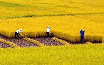 WB dự báo tăng trưởng GDP Việt Nam đạt 5,3% năm 2022