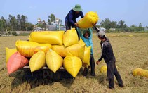 Giá gạo 5% tấm của Việt Nam giao dịch ở mức 415 USD/tấn