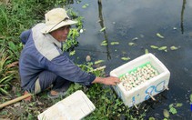 Tiền Giang: Nuôi loài ốc đặc sản, chả tốn tiền mua thức ăn, ốc đẻ ra 'bạch ngọc', nhiều người kéo đến xem