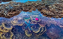 Kỳ ảo vườn san hô trên cạn của Phú Yên