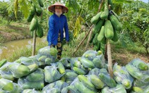 Trồng đu đủ Mã Lai cho sản lượng trái cao
