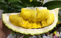 Sầu riêng Musang King trồng ở Việt Nam giá cả triệu đồng/trái