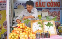 Chanh leo ngọt cả trăm nghìn đồng/kg vẫn 'cháy hàng'